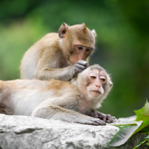 Teoria do Centésimo Macaco – Vivência em Cura